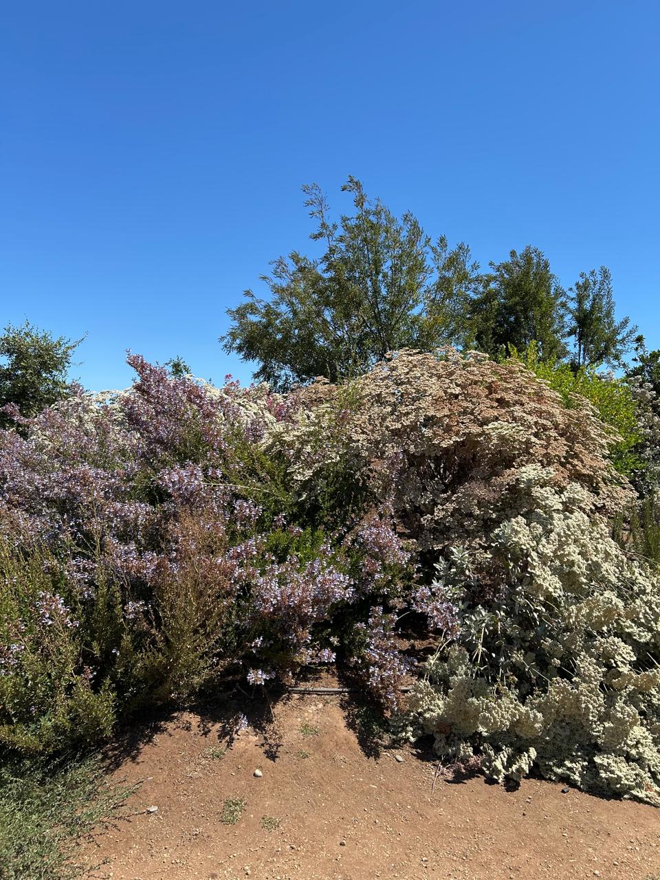 Mantención áreas verdes